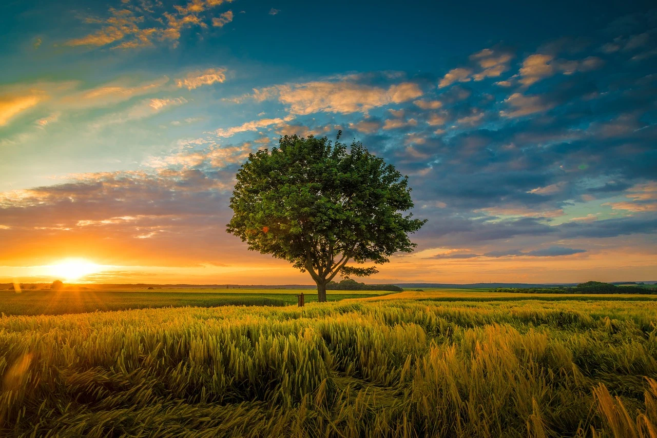 image about  الغطاء النباتي أنواعه والعوامل المؤثرة فيه وكيفية المحافظة عليه