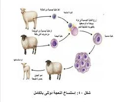 image about الإستنساخ البغيض ومخاطره