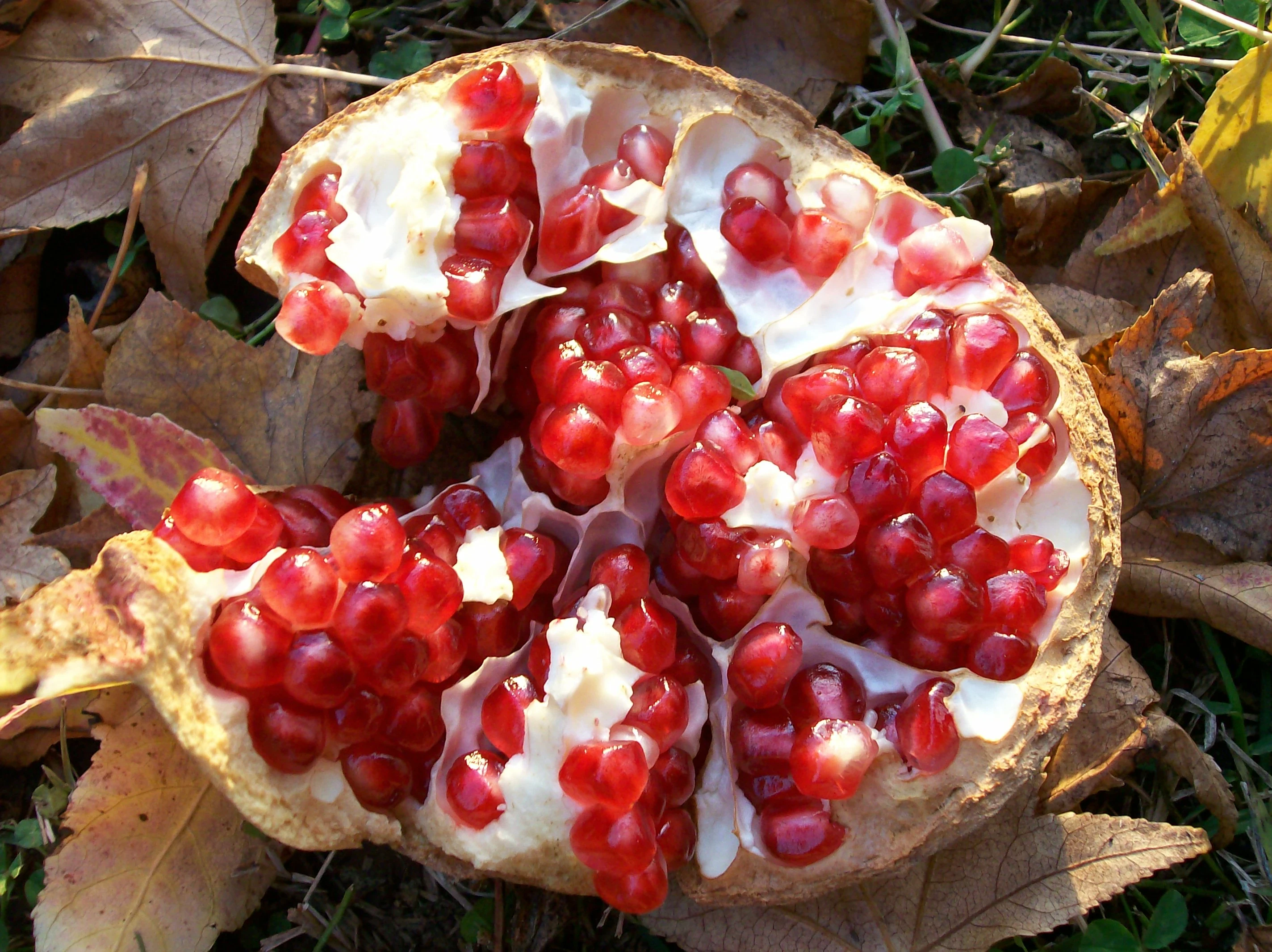 image about فاكهة الرمان: كنز غذائي ودوائي عبر العصور