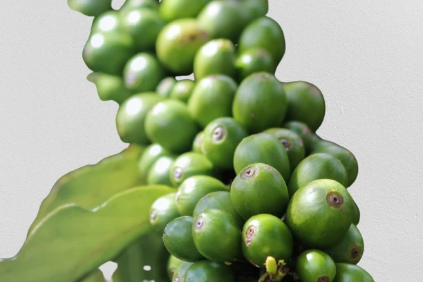 image about أشجار البن: أصنافها ، تكاثرها ، زراعتها  Coffee trees: varieties, reproduction, cultivation