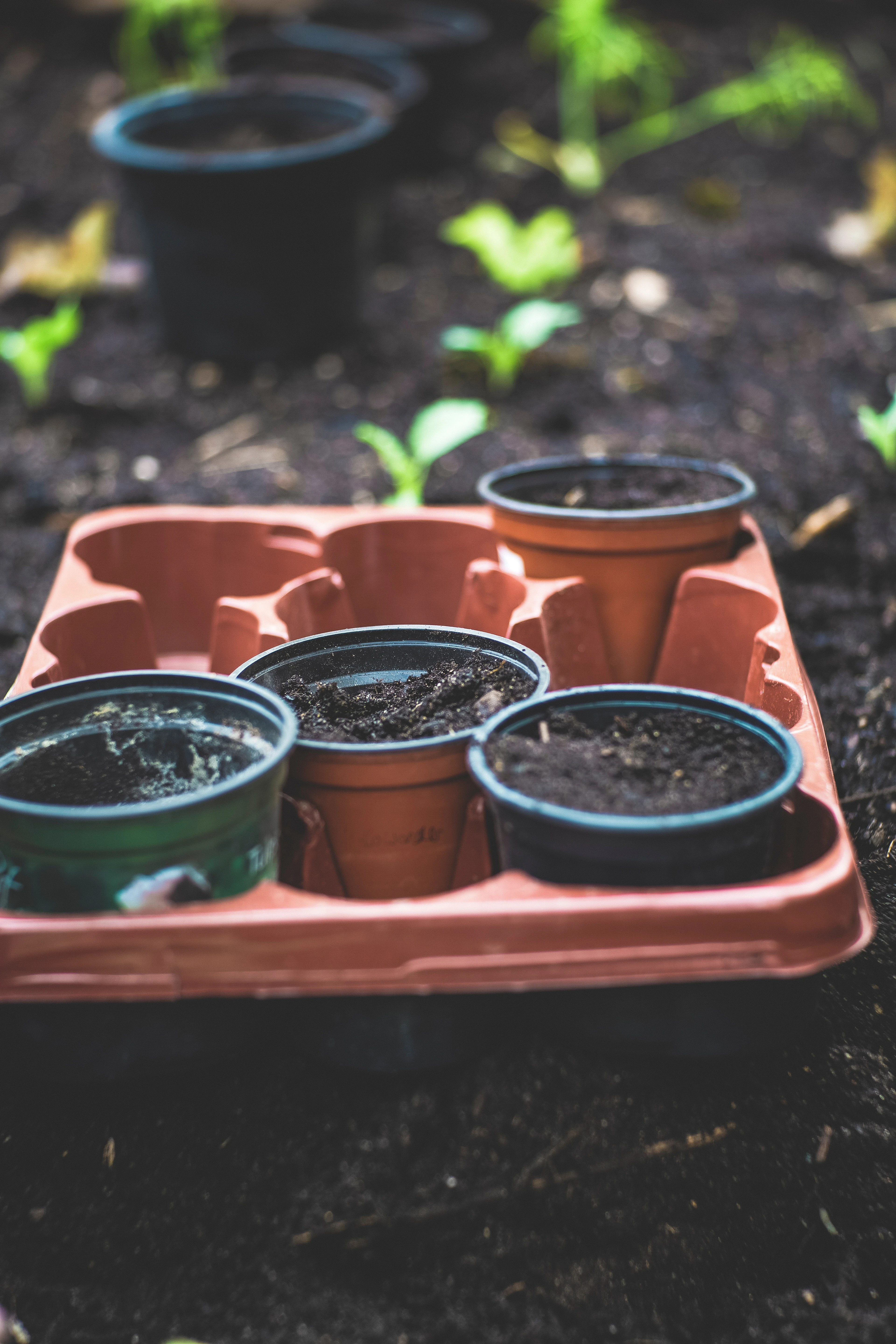 image about أشجار البن: أصنافها ، تكاثرها ، زراعتها  Coffee trees: varieties, reproduction, cultivation