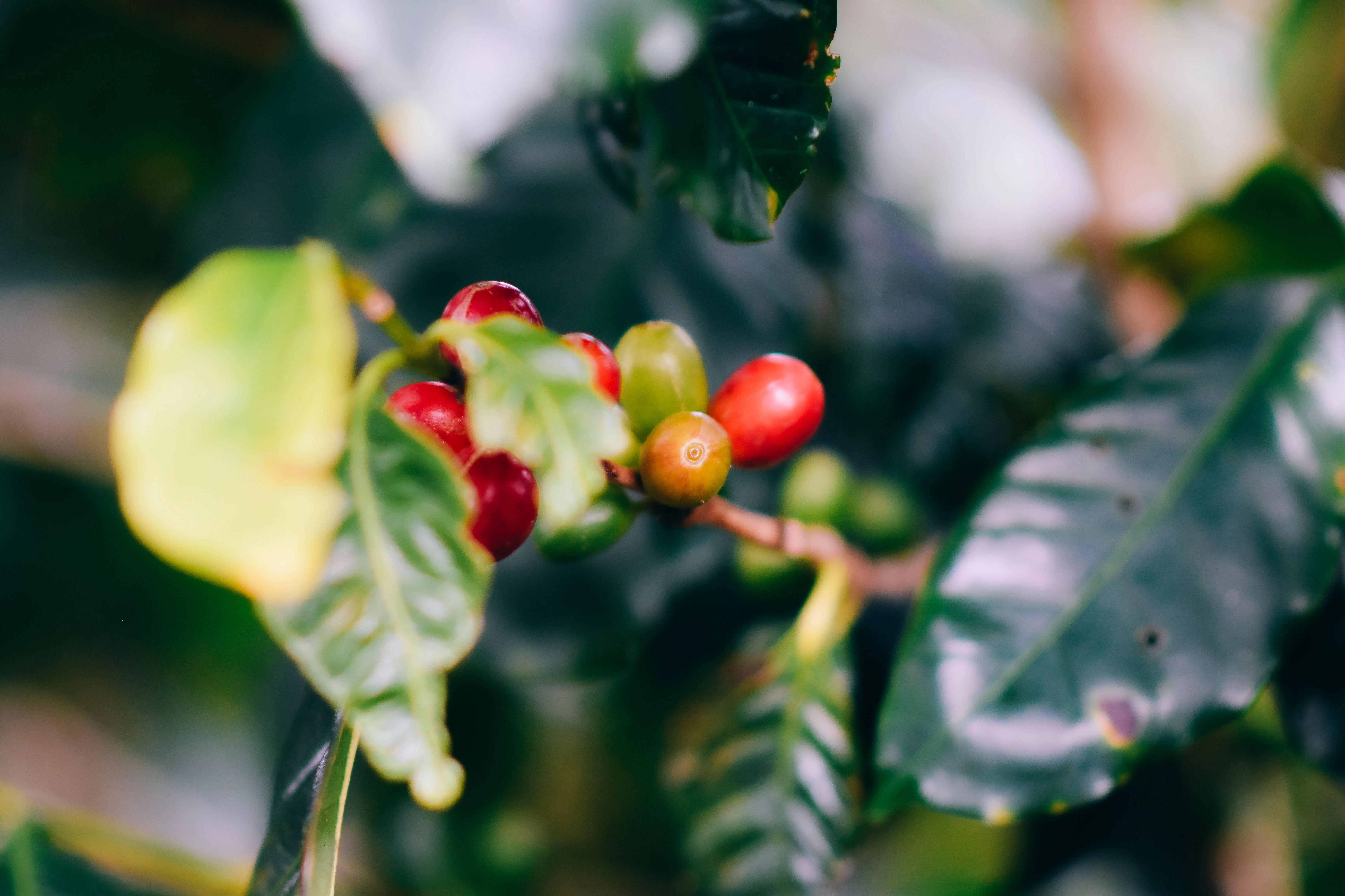 image about أشجار البن: أصنافها ، تكاثرها ، زراعتها  Coffee trees: varieties, reproduction, cultivation