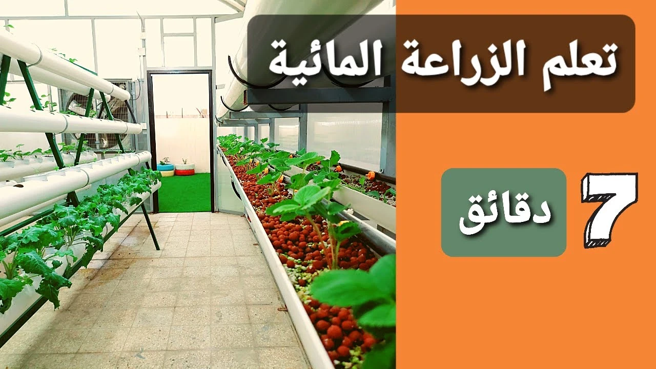 image about زراعة النباتات بدون تربة .. هذا ما يعنيه الزراعة المائية فهيا تحافظ على الصحه العامه 