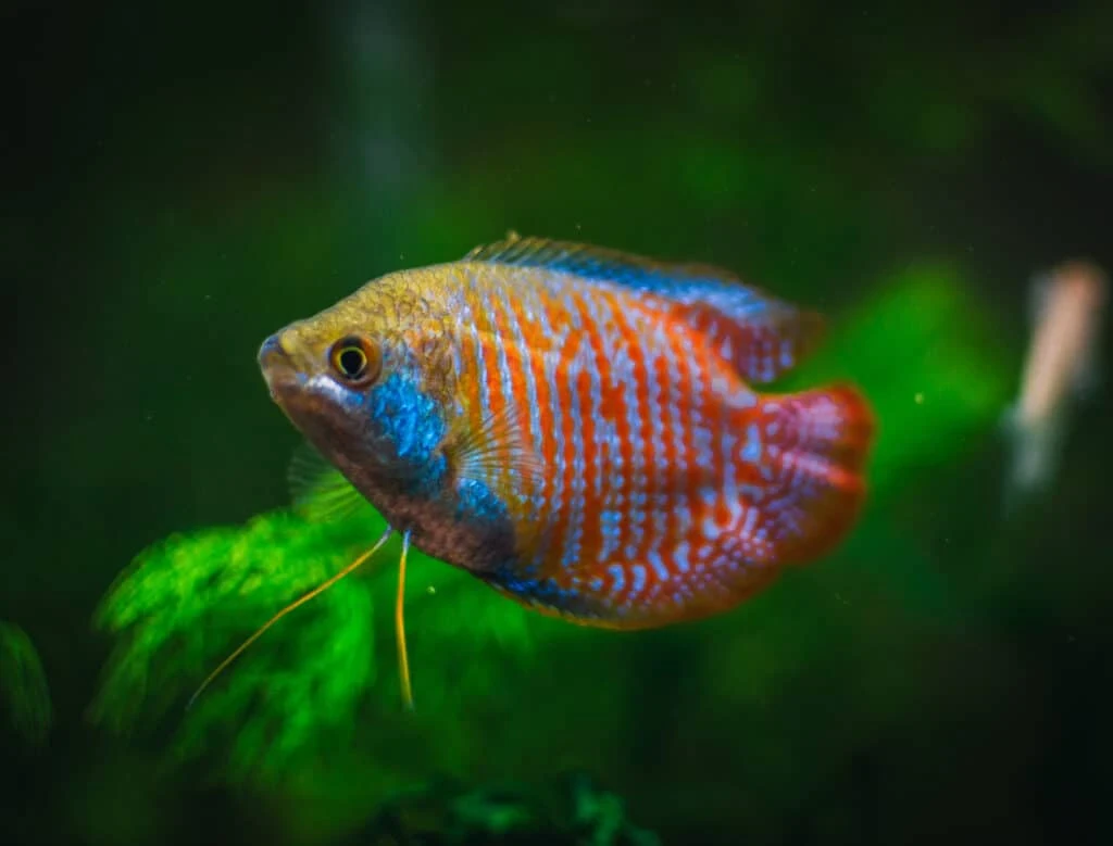image about اسماك الزينة وكل شي عن اسماك الجرامي Gourami fish