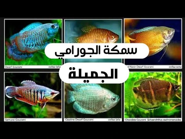 image about اسماك الزينة وكل شي عن اسماك الجرامي Gourami fish