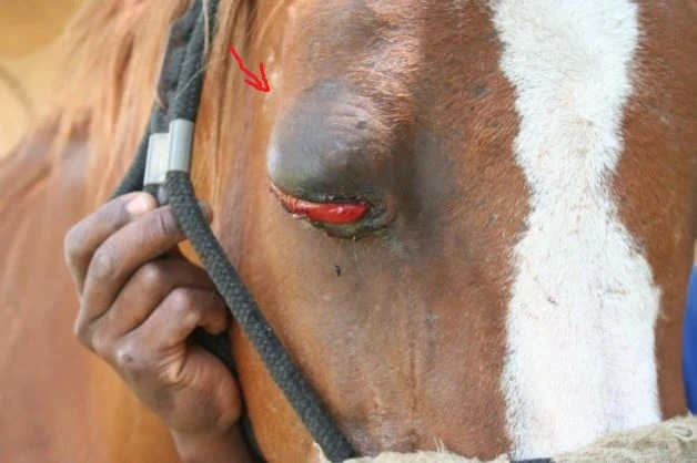 image about طاعون الخبل( African horse sickness) 