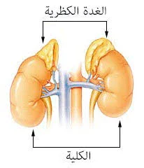 image about ملخص أحياء للثانوية العامة، منسق بطريقة بسيطة وسهلة الحفظ، يشمل أهم النقاط