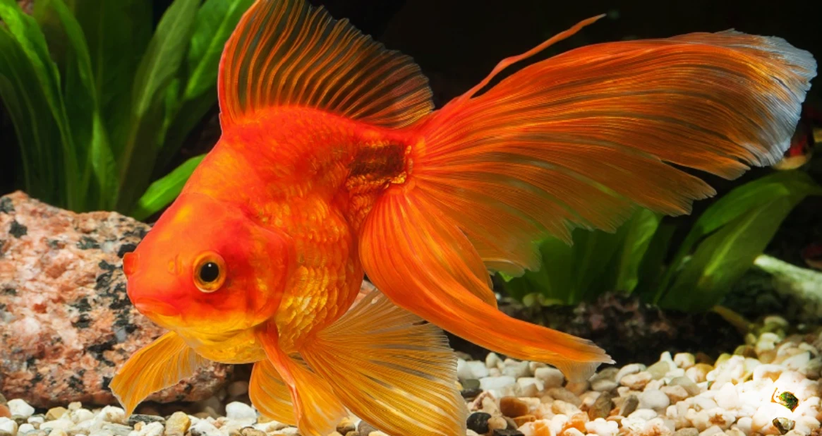 image about سمك الجولد Gold Fish من اروع اسماك الزينة