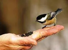 image about الرفق بالحيوان والاعتناء به