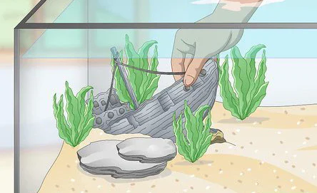 image about نباتات احواض سمك الزينة واهميتها والتمتع بمناظرها