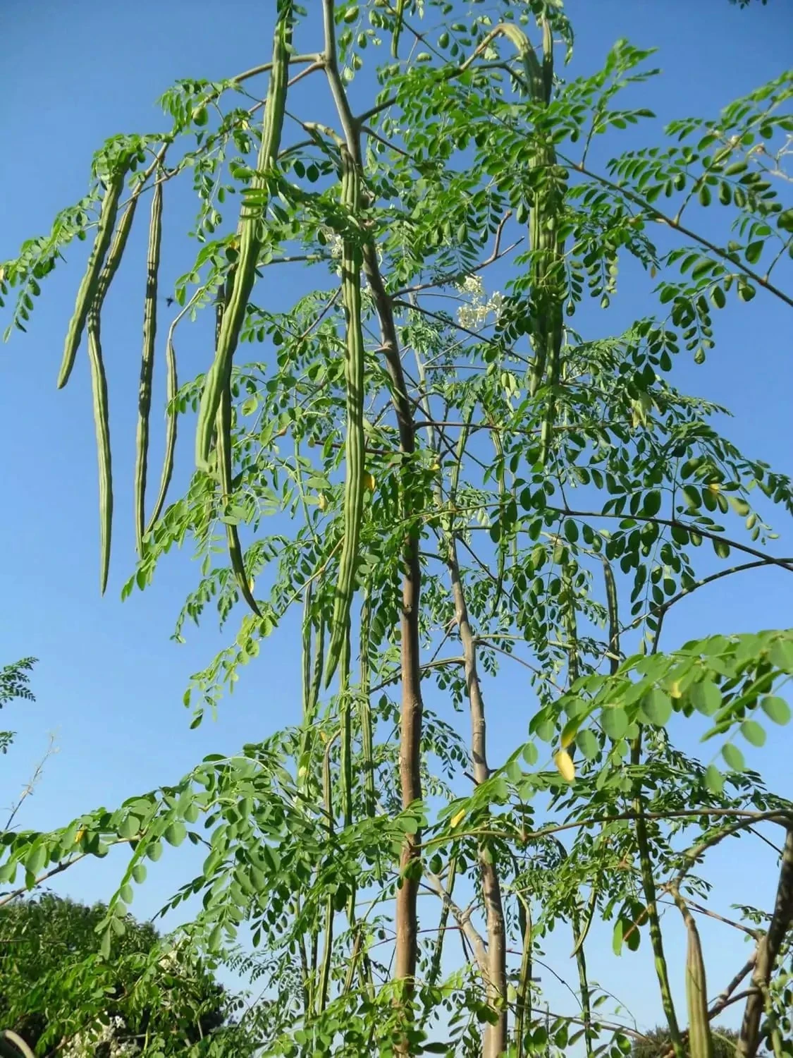 image about المورينجا: الشجرة المعجزة وكنز الغذاء المفقود (خيار قوي وشامل).