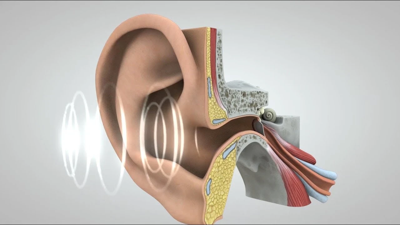 image about إزاي تحافظ على ودانك؟ دليلك الشامل عشان تفضل سامع الدنيا 