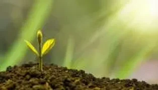 image about حل مشكلة جفاف واحتراق أطراف أوراق النباتات المنزلية: دليل الإنقاذ الشامل