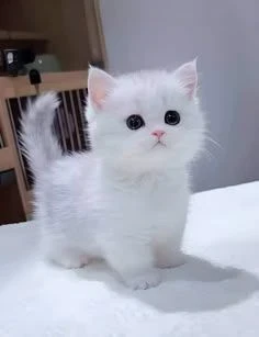 image about ࢪواية صغيرة في قبضتي