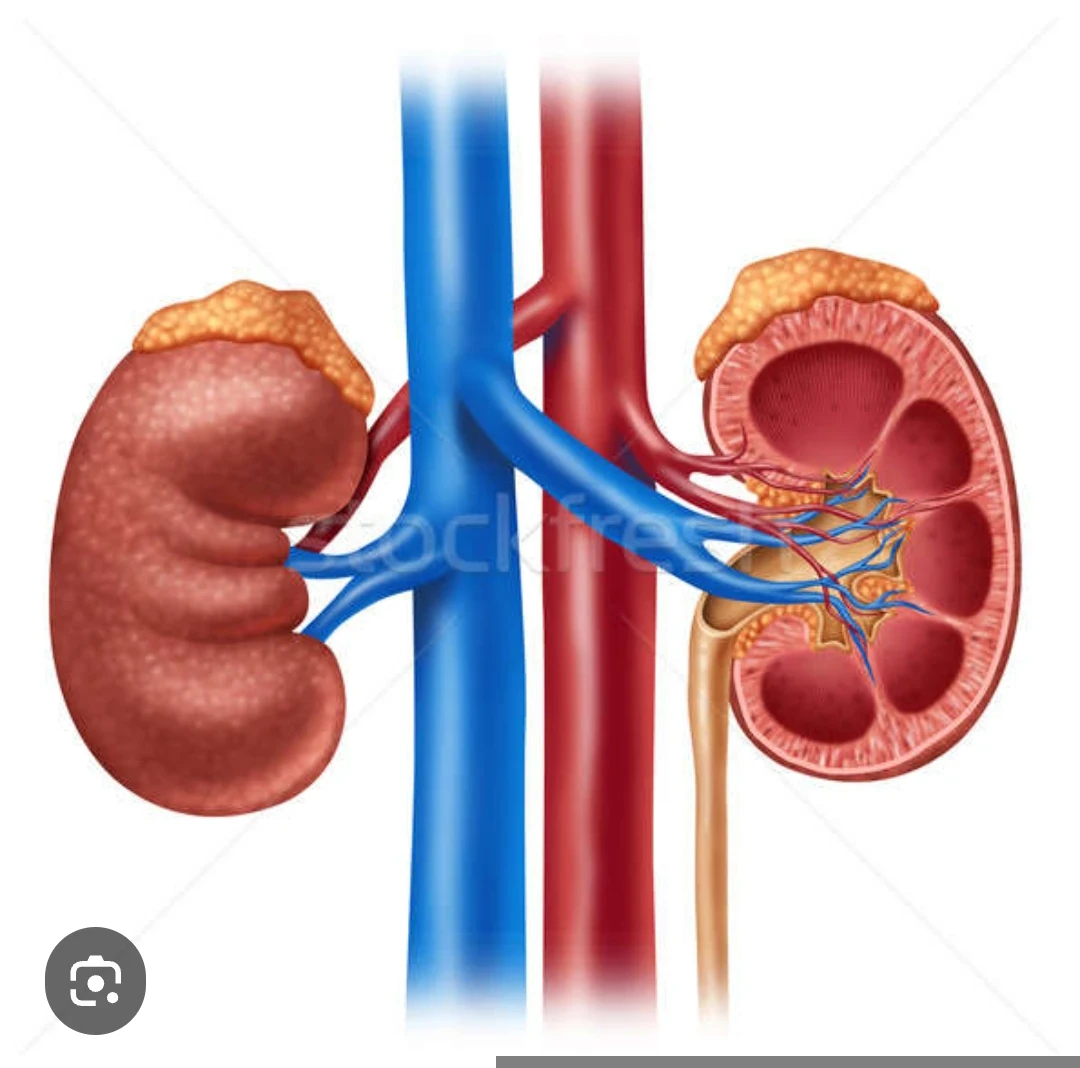 image about الفرق بين الكلى حدوة الحصان و الكلى الطبيعى اسرار طبية ؟؟؟