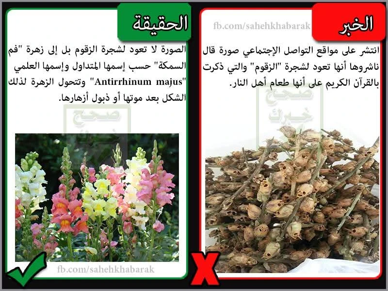 image about شجرة الزقوم 🌲هي شجرة الجحيم 🔥🔥