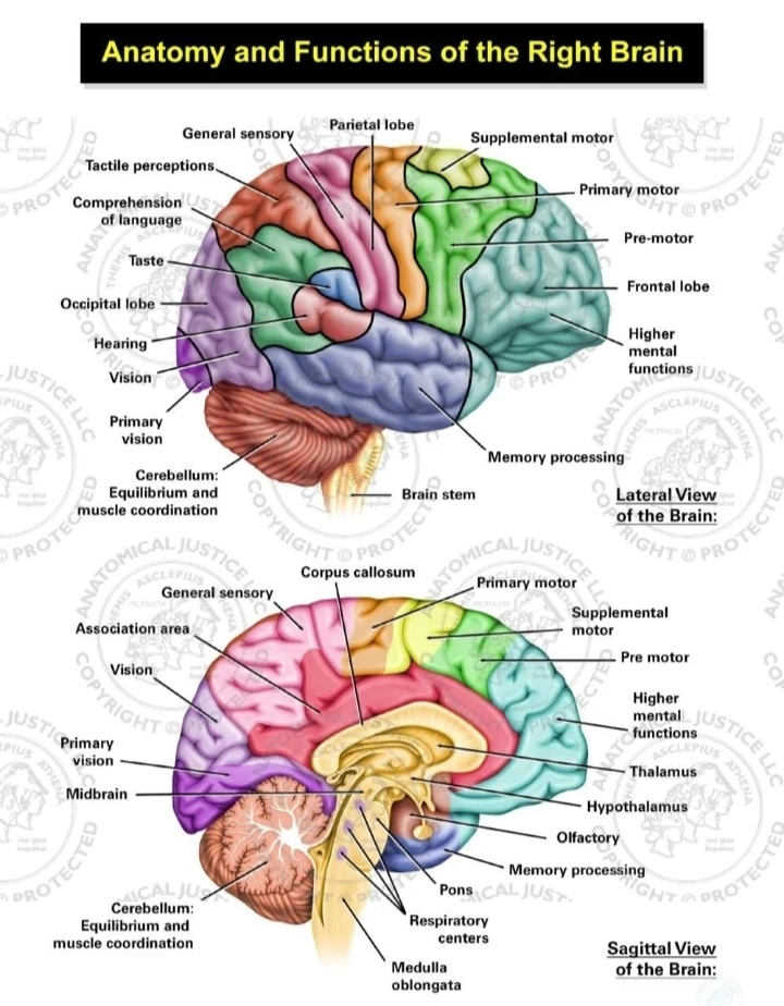image about مقال عن صحة العقل والذاكرة 