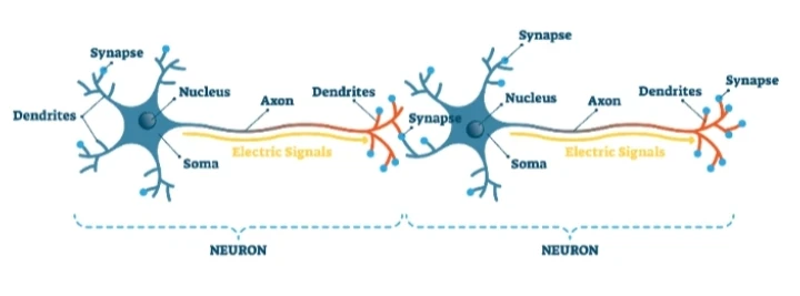 image about مقال عن صحة العقل والذاكرة 