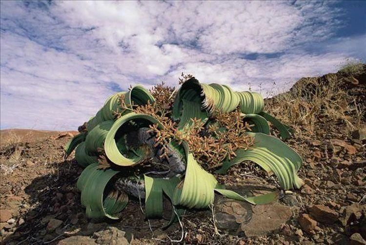 image about : أوركيدة الشبح.. الزهرة الغامضة التي حيّرت علماء النبات