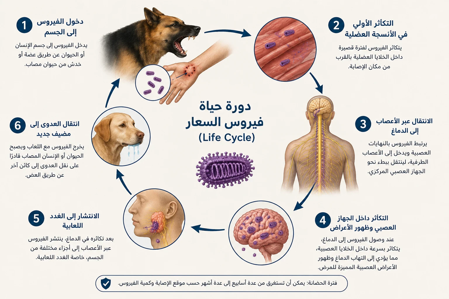 image about مرض السعار.. الوقاية تنقذ الحياة