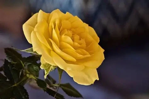 image about 10 زهور جميلة و غريبة 