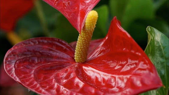 image about 10 زهور جميلة و غريبة 