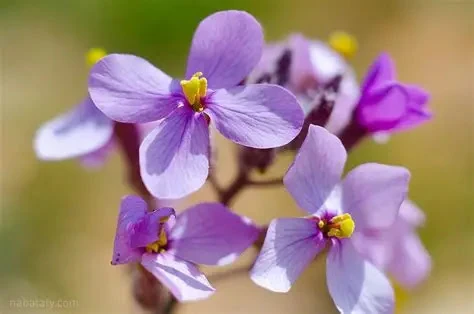 image about 10 زهور جميلة و غريبة 
