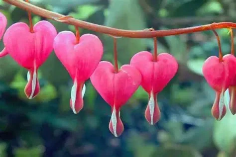 image about 10 زهور جميلة و غريبة 
