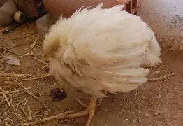 image about خسائر لا تراها: لماذا تعتبر الكوكسيديا العدو الأول لرأس مالك؟