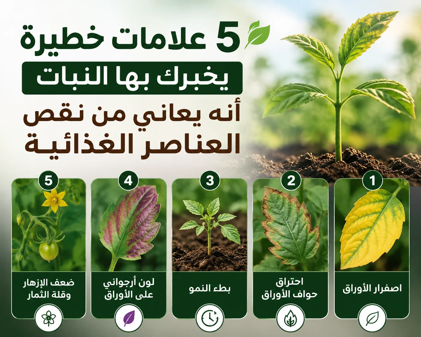 image about 5 علامات خطيرة يخبرك بها النبات أنه يعاني من نقص العناصر الغذائية