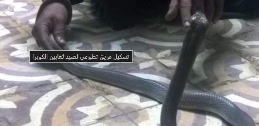 image about ثعابين القراقرة تثير الرعب: وفاتان بلدغات سامة ومطالبات بالتدخل العاجل