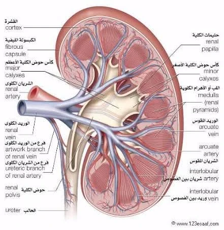 image about الكلي آية من آيات الله في جسد الإنسان 