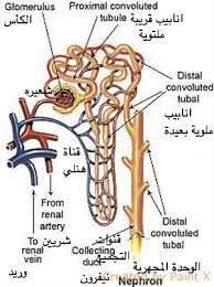 image about الكلي آية من آيات الله في جسد الإنسان