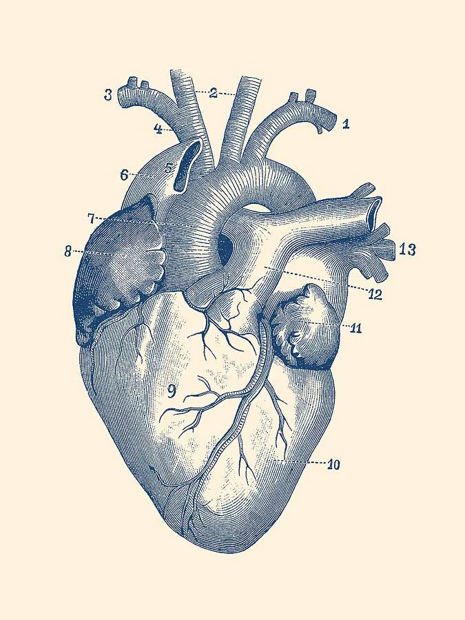 image about تشريح القلب من المنظور الطبي