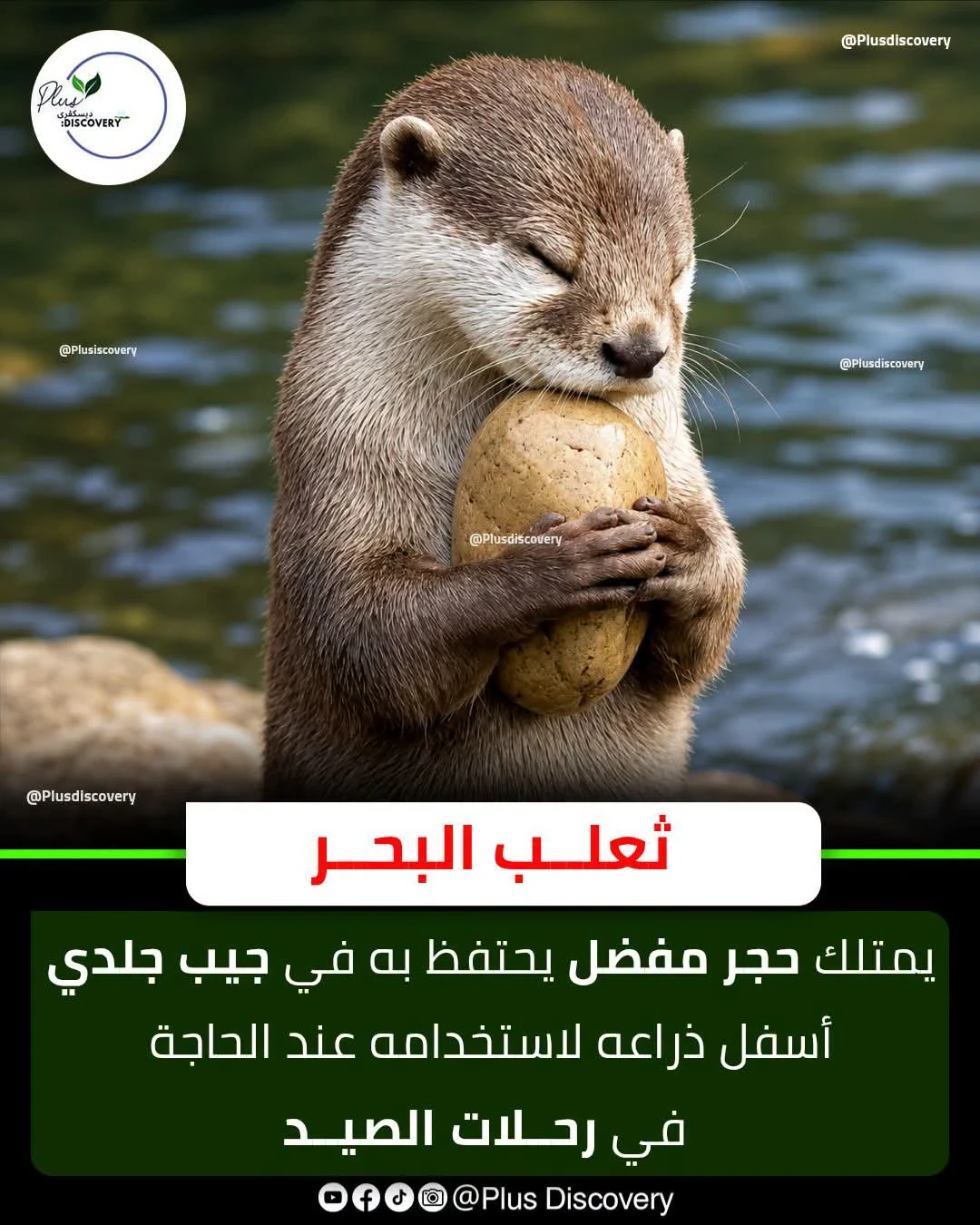 image about ثعلب البحر: حارس الأعماق وحكاية الحجر الذي لا يُفارق جيبه