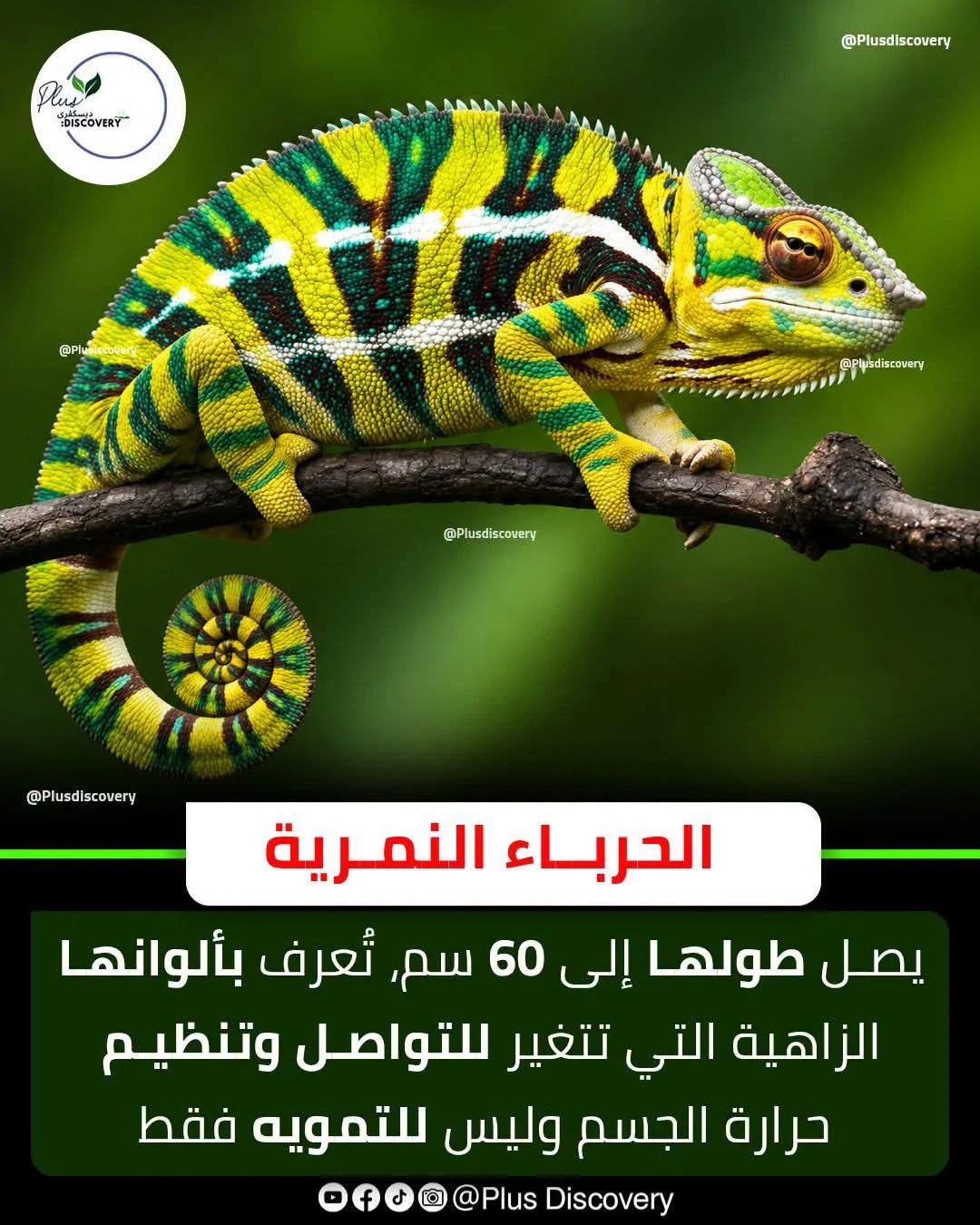 image about الحرباء النمرية: تحفة إلهية في مملكة الزواحف