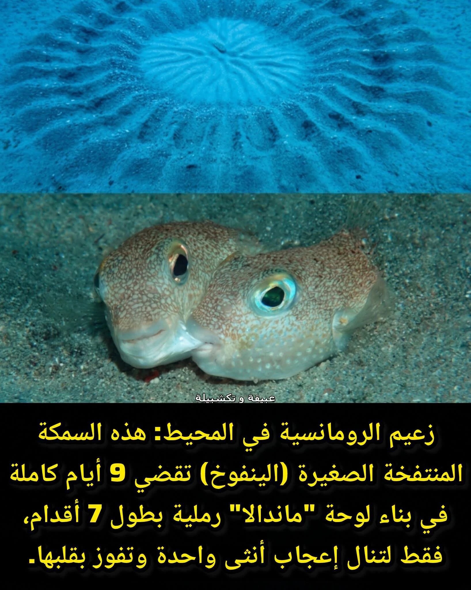 image about الحب يصنع المعجزات حتى بين الأسماك 😂😂😂
