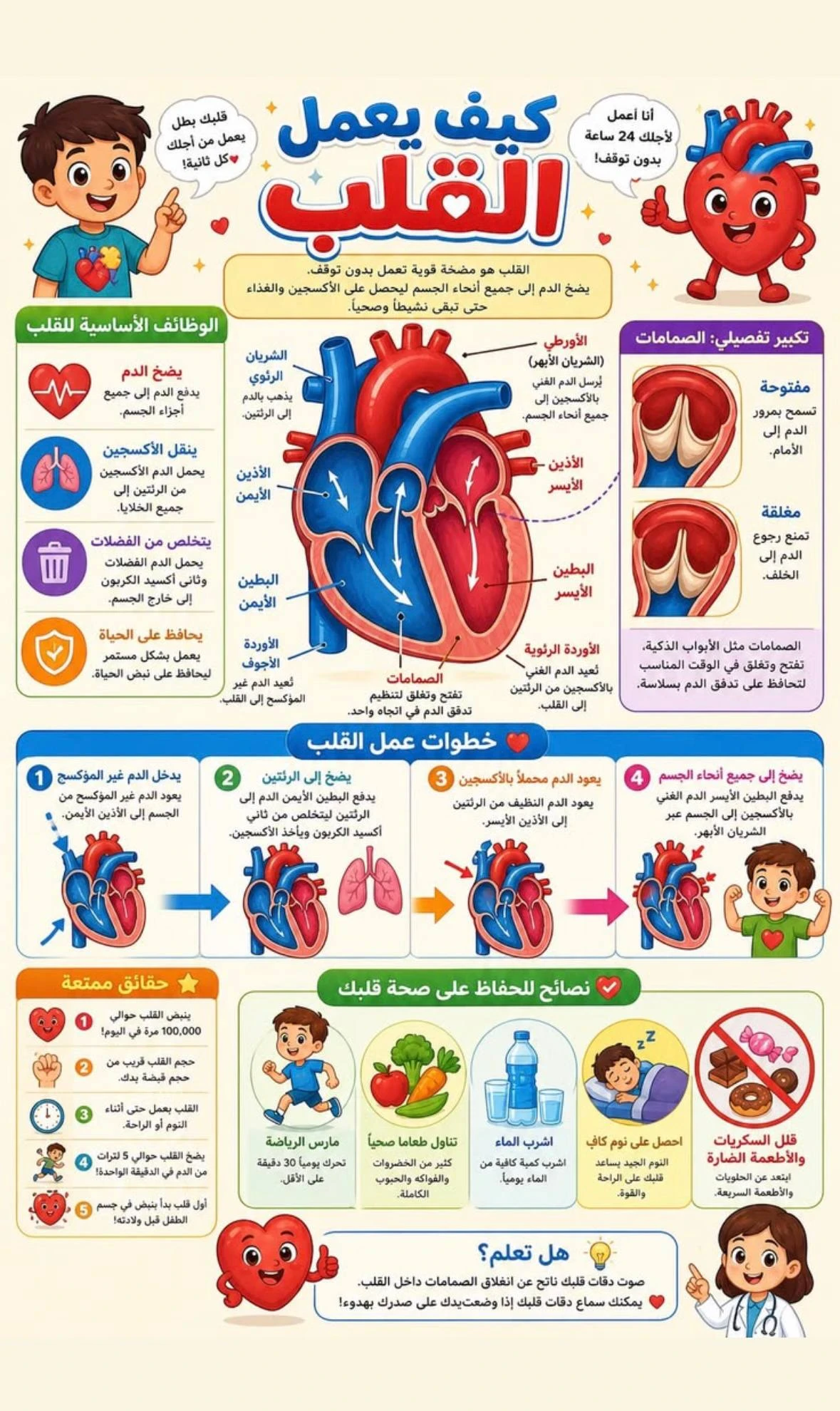 image about التكوين الجنيني للقلب و العيوب الخلقية