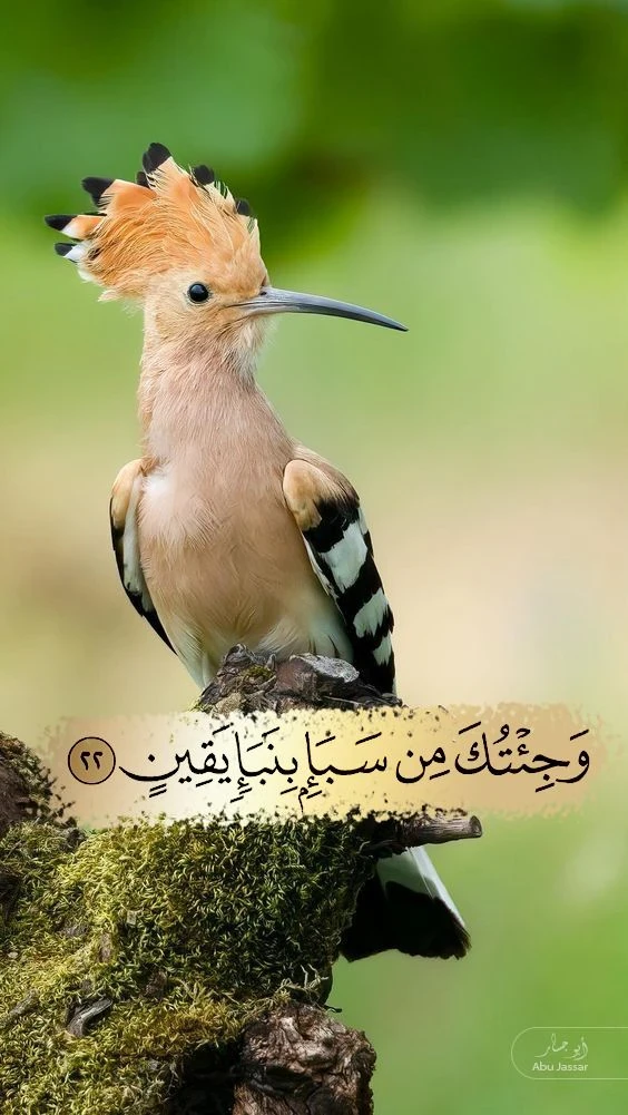 image about قصة الهدهد مع نبى الله سليمان عليه السلام