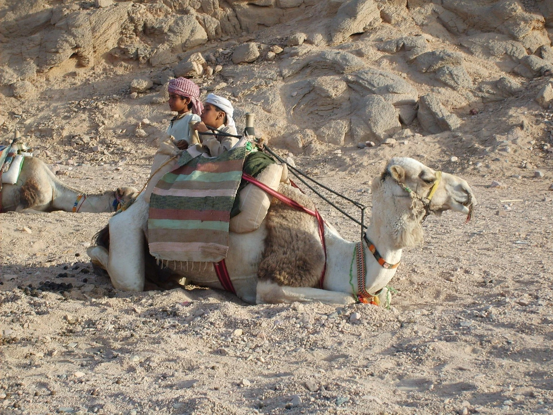 image about الحياة البدوية من عيون مستوطن بالحضر