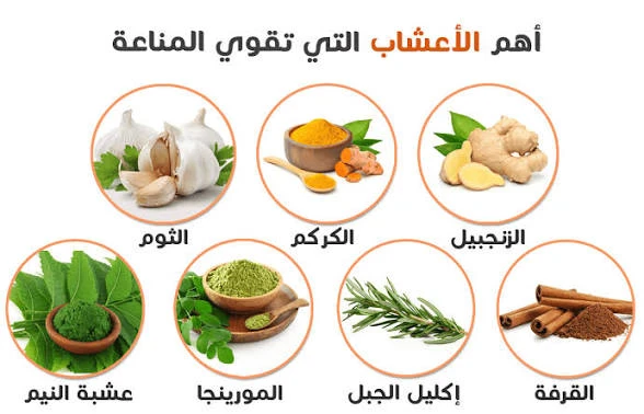 image about أفضل الأطعمة لتقوية المناعة: دليل شامل لتعزيز صحة الجسم بشكل طبيعي