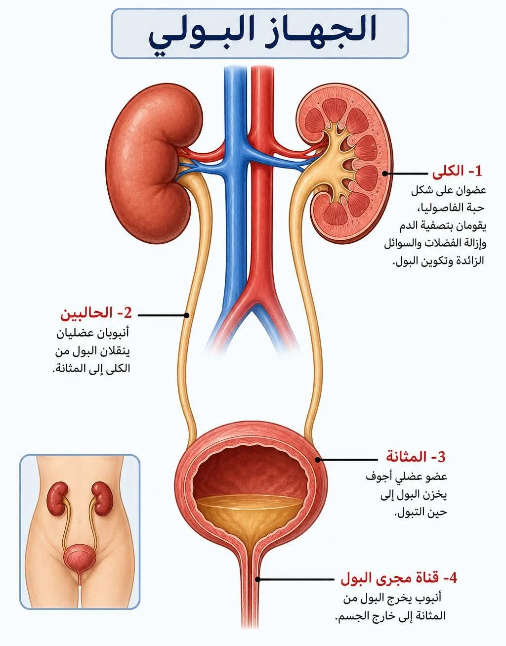 image about التهاب المسالك البولية؟ UTI