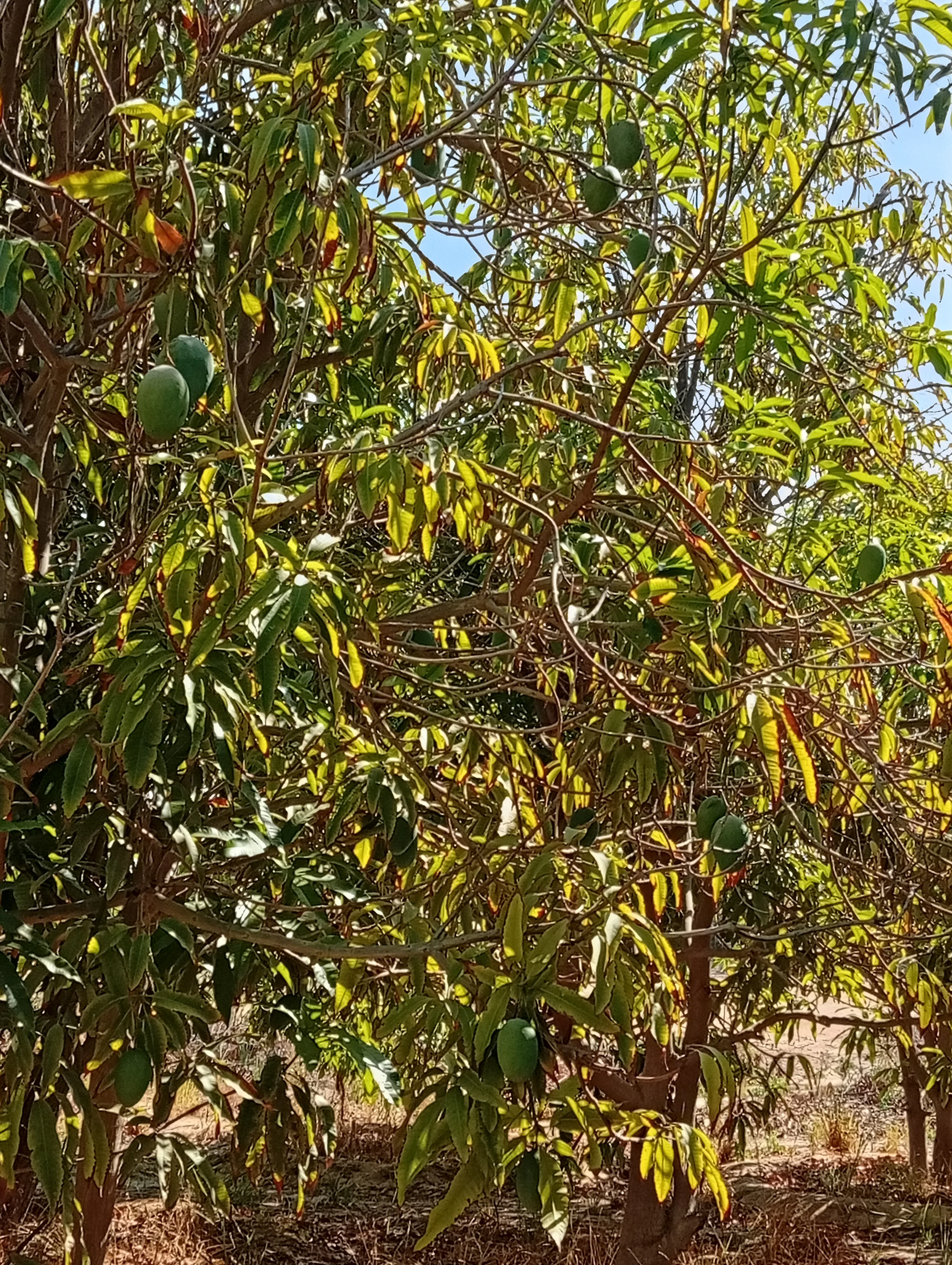 image about المانجو سر الحياة 
