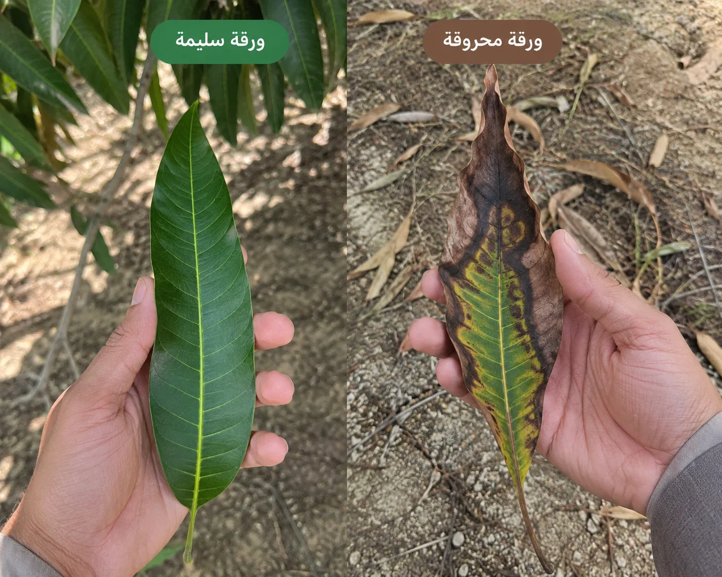 image about كيفيه زراعه شجره المانجا بالطريقة الصحيحة وإصلاح الورق المحروق