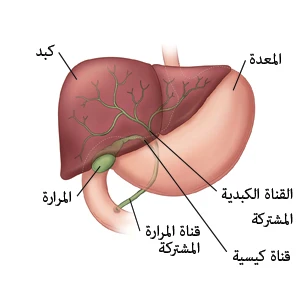 image about ما هي المرارة في جسم الانسان واسباب التهابه واعراضة