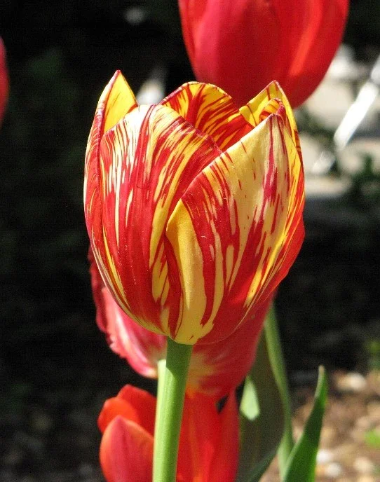 image about توليب جريجي (Tulipa Greigii): دليلك الشامل لأجمل أصناف التوليب المبكرة الإزهار