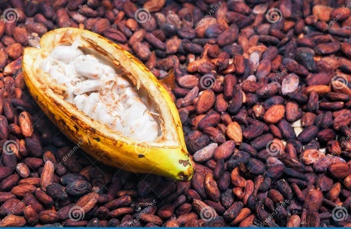 image about الكاكاو في الصحراء: حلم عربي يواجه تحديات المناخ