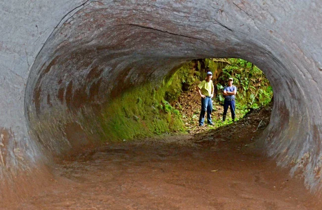 image about The Giant Ground Sloth Tunnels of Brazil Around 10,000 years ago, enormous giant ground sloths lived in Brazil.