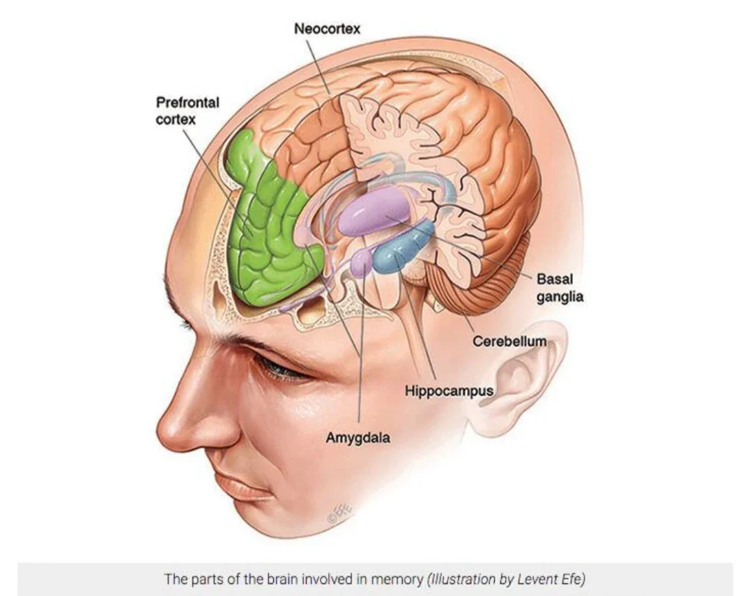 image about هل عقلك يخدعك؟