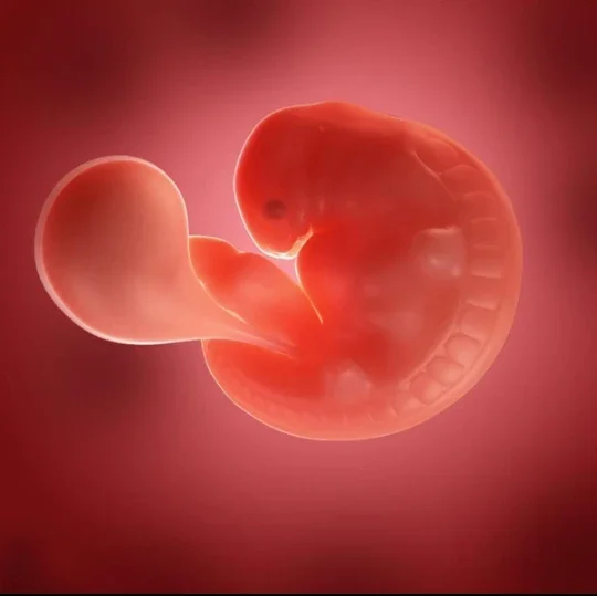 image about مراحل الحمل أسبوعًا وشهرًا: ماذا يحدث في الشهر الأول وكيف يتغير الجنين؟